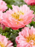 Пион Пинк Гавайан Корал (Pink Hawaiian Coral)
