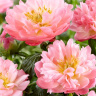 Пион Пинк Гавайан Корал (Pink Hawaiian Coral) купить с доставкой