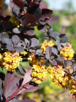 Барбарис Суперба (Superba)