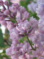 Сирень Монтень (Montaigne)