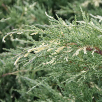 Можжевельник Хетц Вариегата (Hetz Variegata)