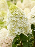 Гортензия Скайфолл (Skyfall) метельчатая