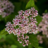 Спирея Пинк Спарклер (Pink Sparkler) купить с доставкой