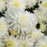 Хризантема мультифлора Браноблесс Вайт (Brannobless White)