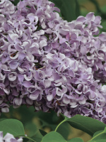 Сирень Алексей Маресьев