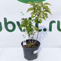 Сирень Алексей Маресьев