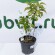 Сирень Алексей Маресьев купить с доставкой