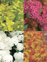 Спирея ассортимент