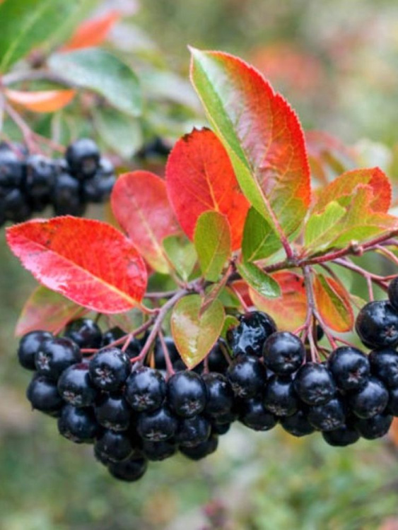 Рябина Черноплодная купить с доставкой