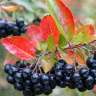 Рябина Черноплодная купить с доставкой