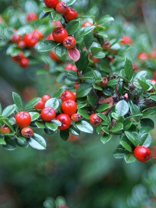Кизильник блестящий (Cotoneaster Lucidus)