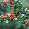 Кизильник блестящий (Cotoneaster Lucidus)