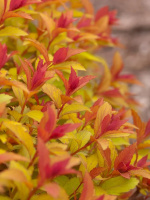 Спирея Мэджик Карпет (Magic Carpet)