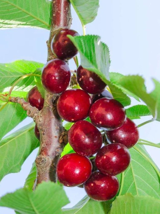 Дюки Ивановна купить с доставкой