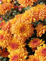 Хризантема мультифлора Золотой апельсин (Golden Orange)