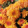 Хризантема мультифлора Золотой апельсин (Golden Orange)