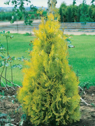 Туя Еллоу Риббон (Yellow Ribbon)