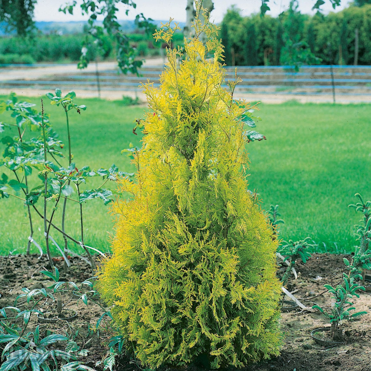 Туя Еллоу Риббон (Yellow Ribbon) купить с доставкой