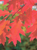 Дуб красный (Quercus rubra)