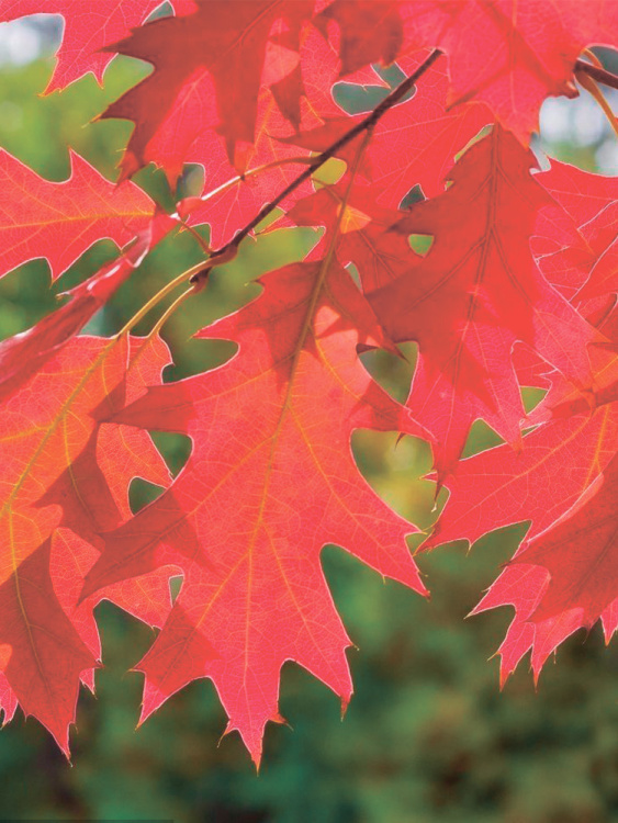 Дуб красный (Quercus rubra) купить с доставкой
