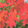 Дуб красный (Quercus rubra) купить с доставкой