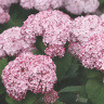 Гортензия Свит Аннабель (Sweet Annabelle) древовидная