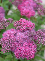 Спирея Суперстар (Superstar)