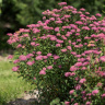 Спирея Суперстар (Superstar) купить с доставкой