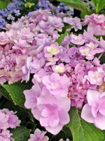 Гортензия Ю энд Ми Фореве (You and Me Forever) крупнолистная
