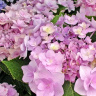 Гортензия Ю энд Ми Фореве (You and Me Forever) крупнолистная