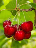 Дюки Эффектная