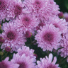 Хризантема мультифлора Санбим Пинк Биколор (Sunbeam Pink Bicolor)
