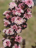 Пузыреплодник Тайни Вайн (Tiny Wine)