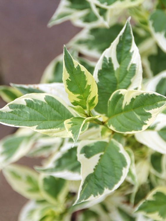 Дерен Белое Золото (White Gold) купить с доставкой