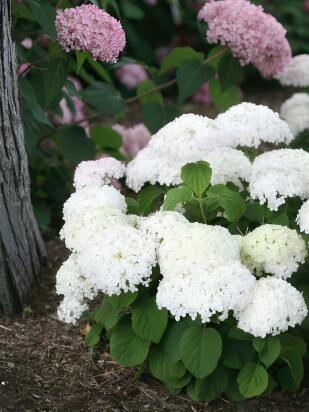 Гортензия Уайт Болл (White Ball) древовидная