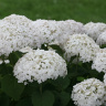 Гортензия Уайт Болл (White Ball) древовидная купить с доставкой