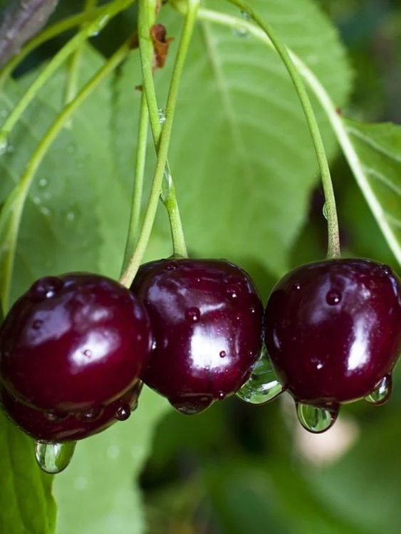 Дюки Ночка купить с доставкой