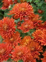 Хризантема мультифлора Брансаунд Дарк Оранж (Bransound Dark Orange)