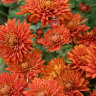 Хризантема мультифлора Брансаунд Дарк Оранж (Bransound Dark Orange)