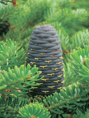 Пихта сибирская (Abies sibirica)
