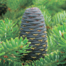 Пихта сибирская (Abies sibirica)