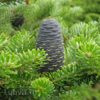 Пихта сибирская (Abies sibirica)