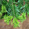 Пихта сибирская (Abies sibirica) купить с доставкой