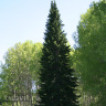 Пихта сибирская (Abies sibirica) купить с доставкой