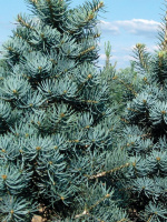 Пихта Конколор (CONCOLOR)