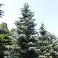 Пихта Конколор (CONCOLOR)