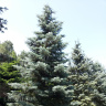 Пихта Конколор (CONCOLOR)