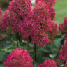 Гортензия Фрайз Мельба (Fraise Melba) метельчатая
