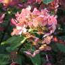 Гортензия Фурор (Early Sensation) метельчатая