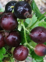 Йошта Крона